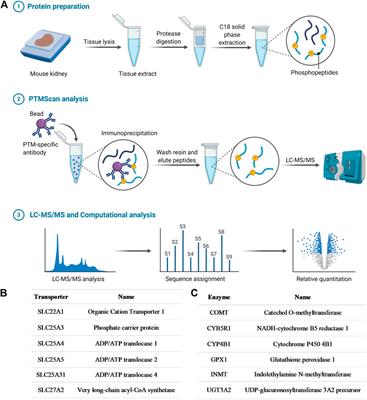 Influence of YES1 Kinase and Tyrosine Phosphorylation on the Activity of OCT1
